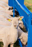 Starter Vertical Fenceline Feeders (815/817)