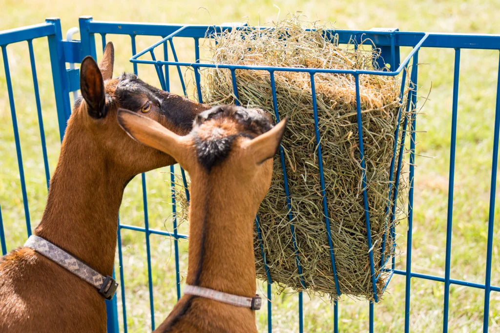 Hay Basket (204)