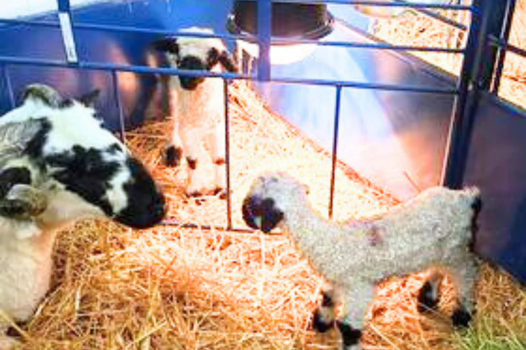 Safety Zone for Deluxe Lambing/Kidding Add-On Pens (653-5B)