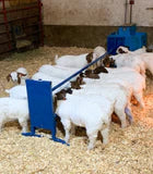 Bunk/Trough Grain Feeder, Flat Trough (0852F-4)(0852F)