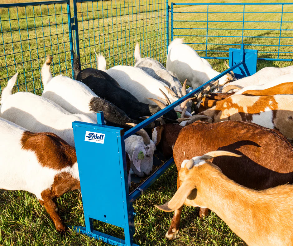 Bunk/Trough Grain Feeder, Flat Trough (0852F-4)(0852F)